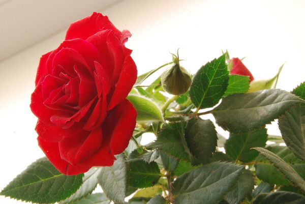 Наталья Абашина