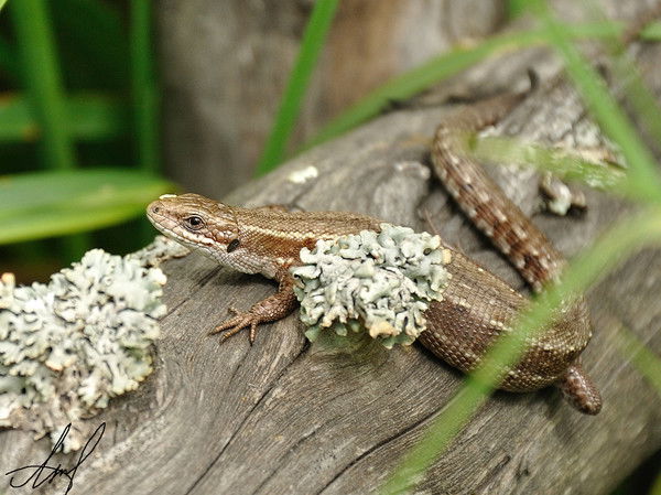 Надечка Расторопова