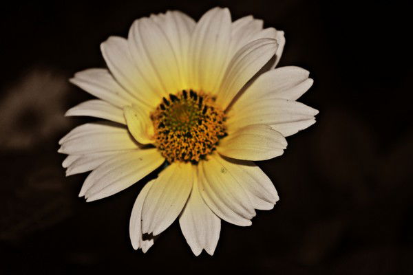 Анатолий Борисов