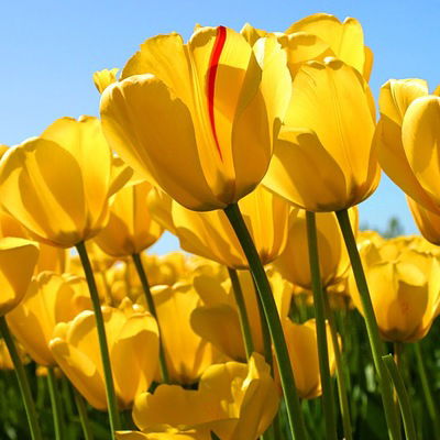 Елена Лобаева