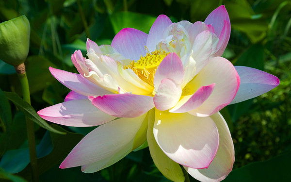 Ирина Вигорова