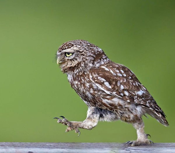 Иван Антонюк