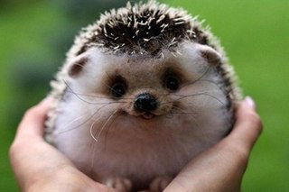 Юлия Дмитриева