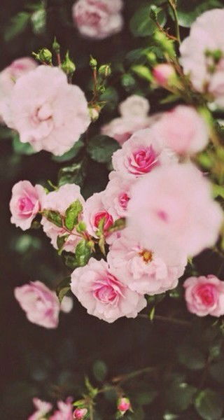 Александра Иванова