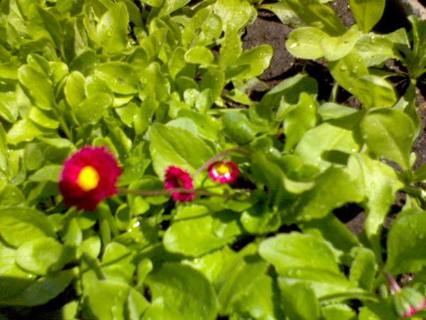 Ирина Николайцева