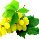 Юлия Виноградова