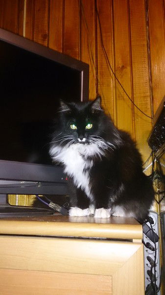 Константин Пшеничников