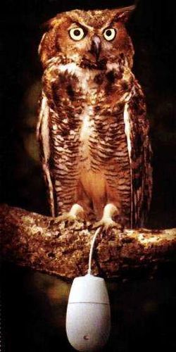 Николай Осипов