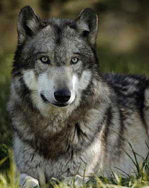 Денис Курочкин