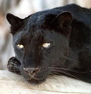 Татьяна Овсянкина