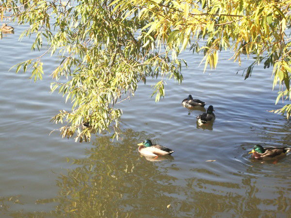 Владимир Мухин