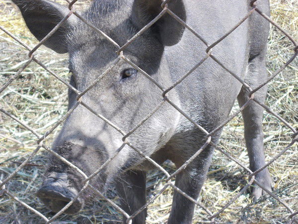 Ветер Странствий