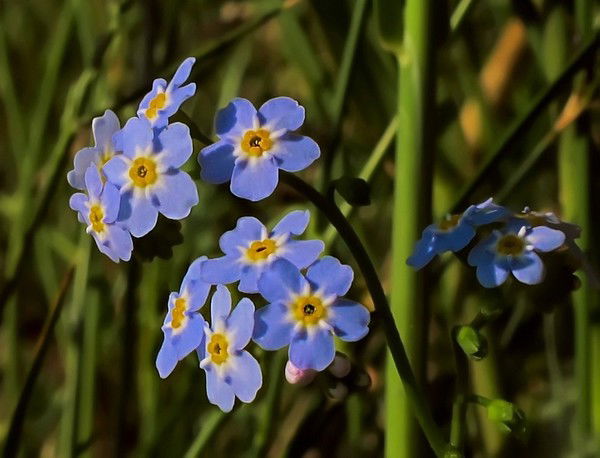 Нина Рыжакова
