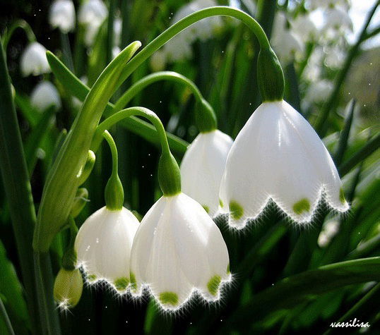 Айгуль Мусакулова