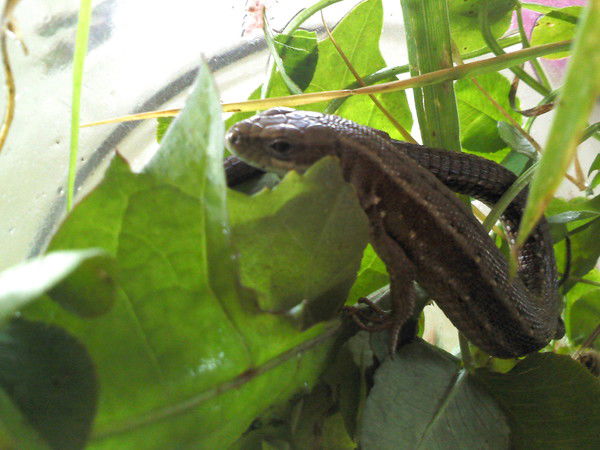 Олег Гильманшин