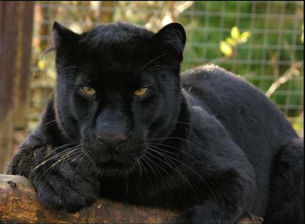 Н Нежная Пантера