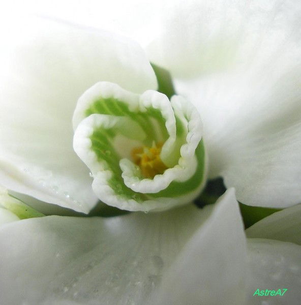 Алтынай Конырбаева