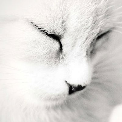 Ника Ченкирова