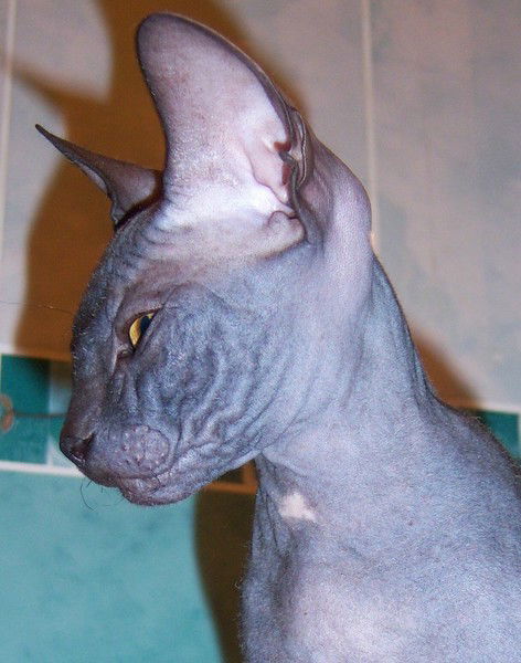 Артем Кучеренко