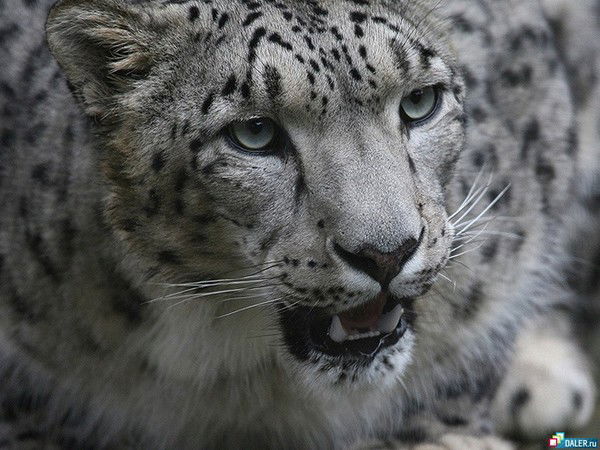 Андрей Ефремов