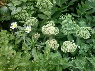 Светлана Тарасова