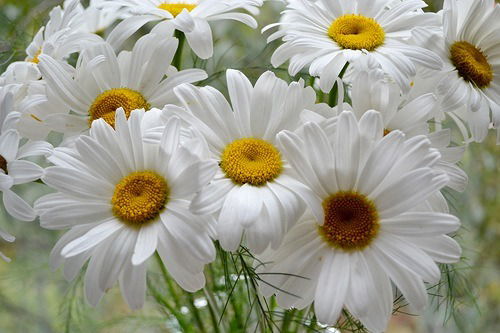 Светлана Крупская