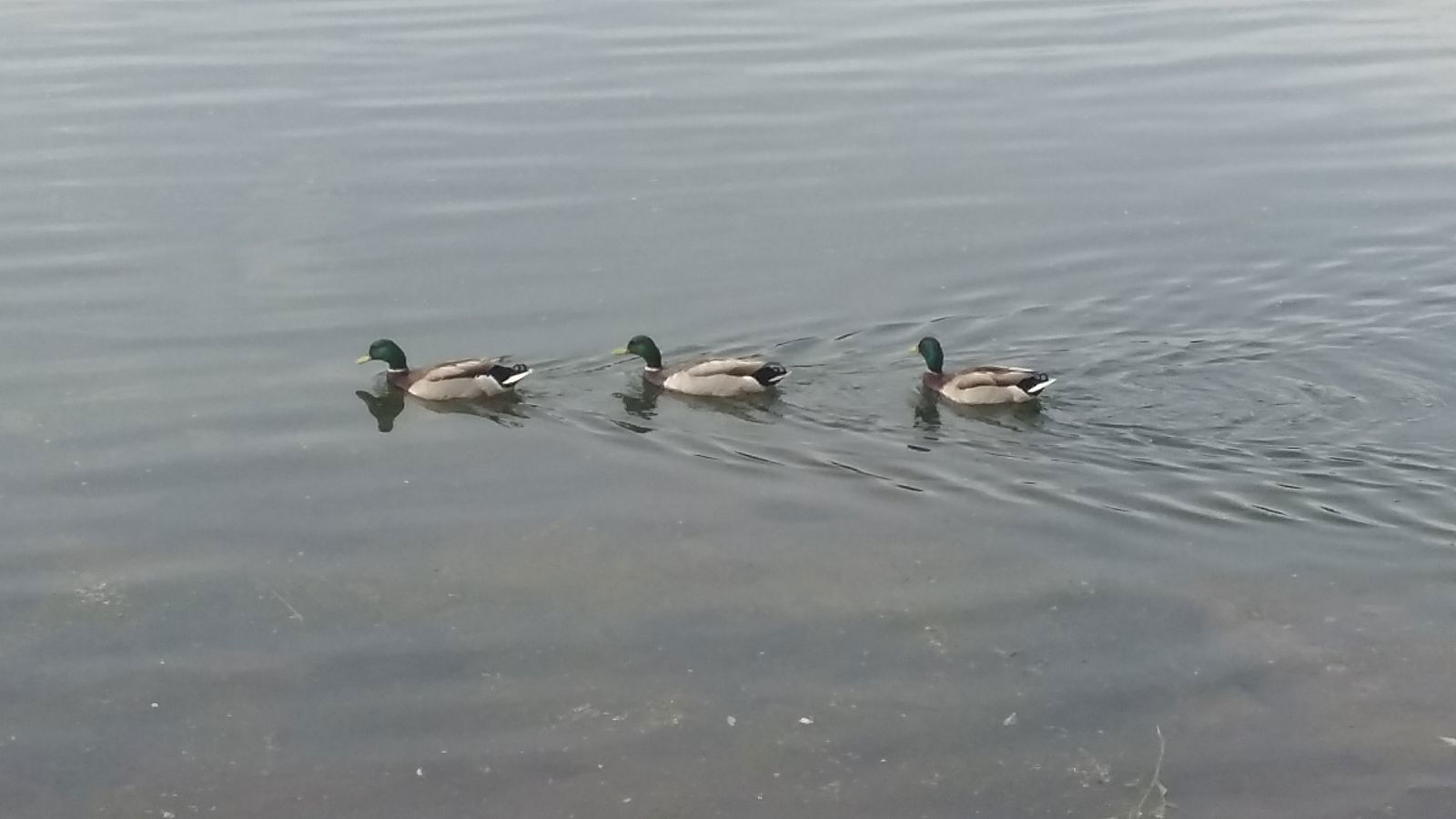 Елена Леночка