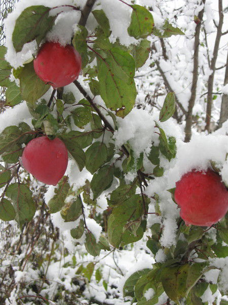 Алексей Коновалов