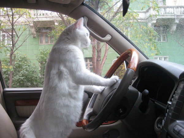 Алена Белая