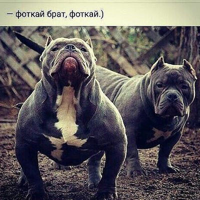 Арсен Алиев