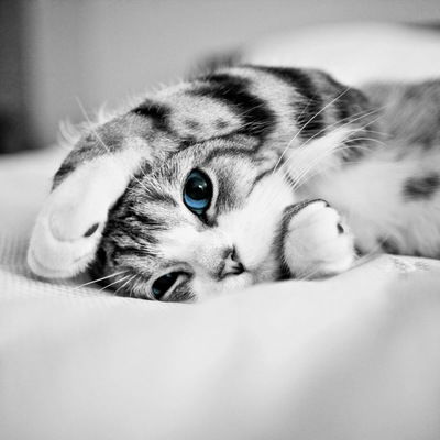 Даша Бречко