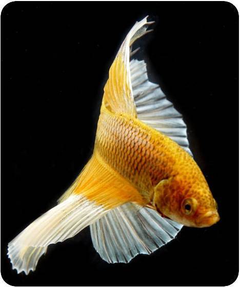 Светлана Чернова