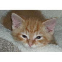 Василиса Иванова