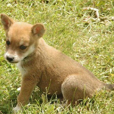 Даша Должикова