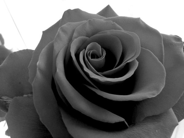 Елена Синельникова