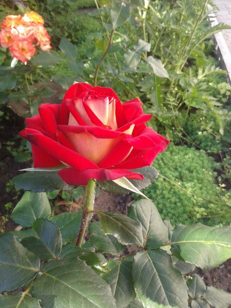 Виктория Дудук