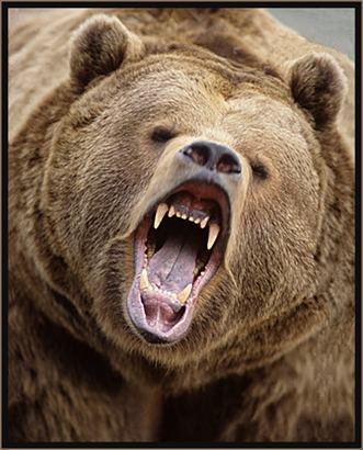 Антон Кутырев