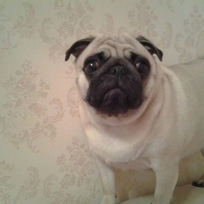 Луиза Пухир