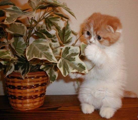 Татьяна Илющенко