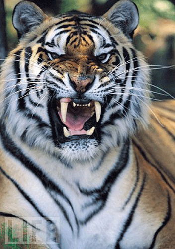 Сабит Габдуллин