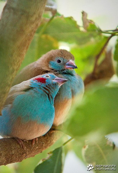 Полина Умарова