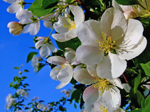 Алма Айтказинова