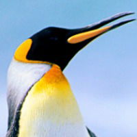 Артем Софронов