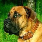 Игорь Музалевский