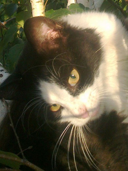 Татьяна Лунёва