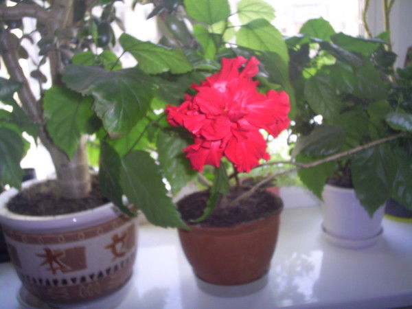 Александра Касьяненко