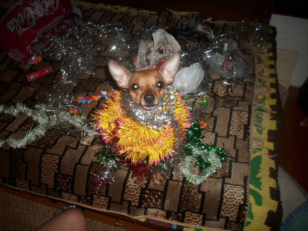 Евгений Маменко