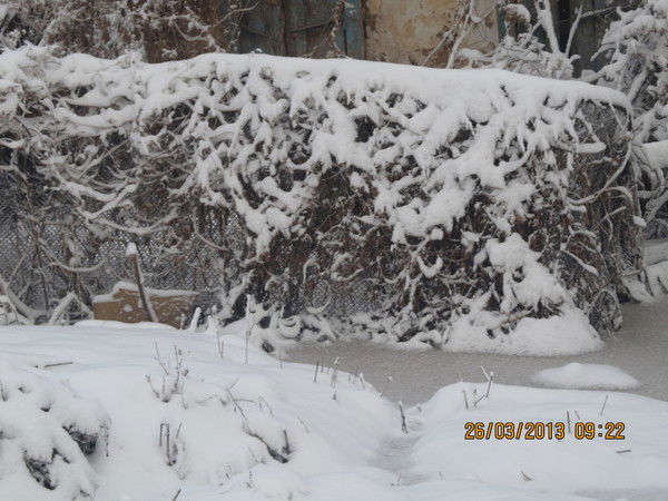 Айн@гуль Лучистая