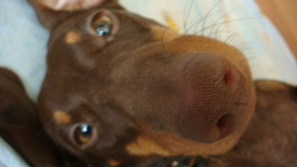 Людмила Каманина