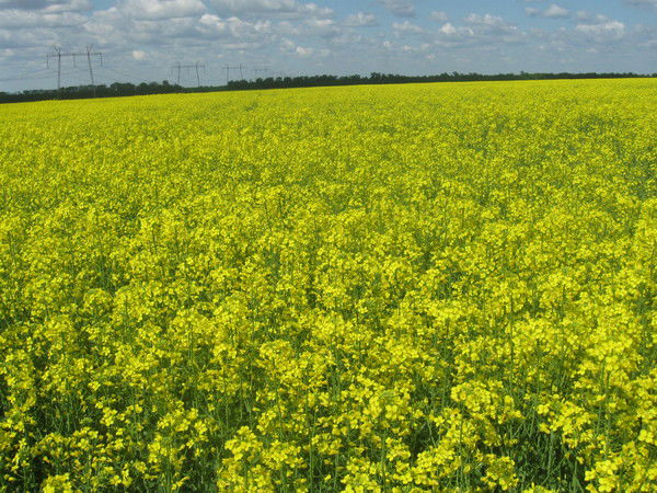 Перспектива Перспектива